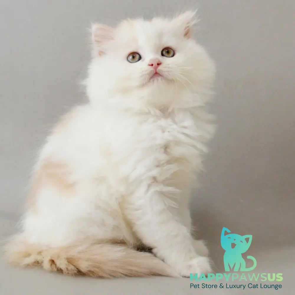 Wasilisa Scottish Straight female red silver tabby van - live animals
