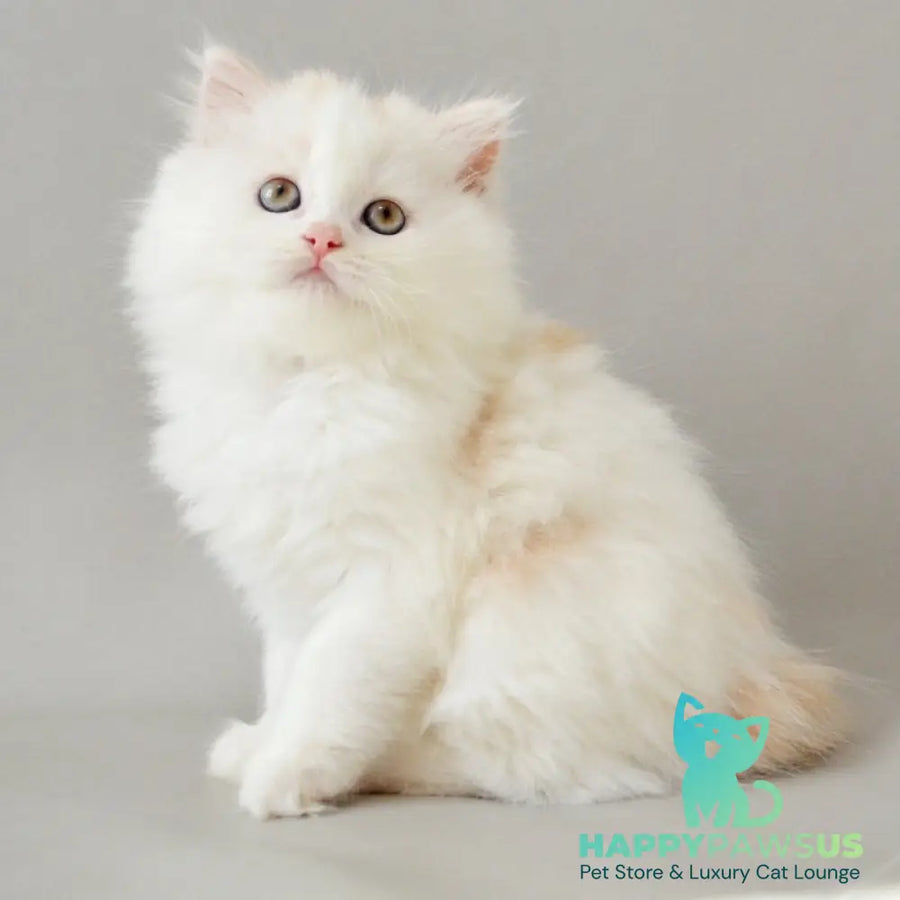 Wasilisa Scottish Straight female red silver tabby van - live animals