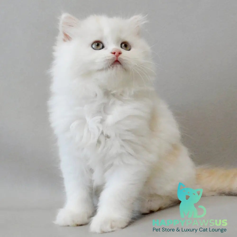 Wasilisa Scottish Straight female red silver tabby van - live animals