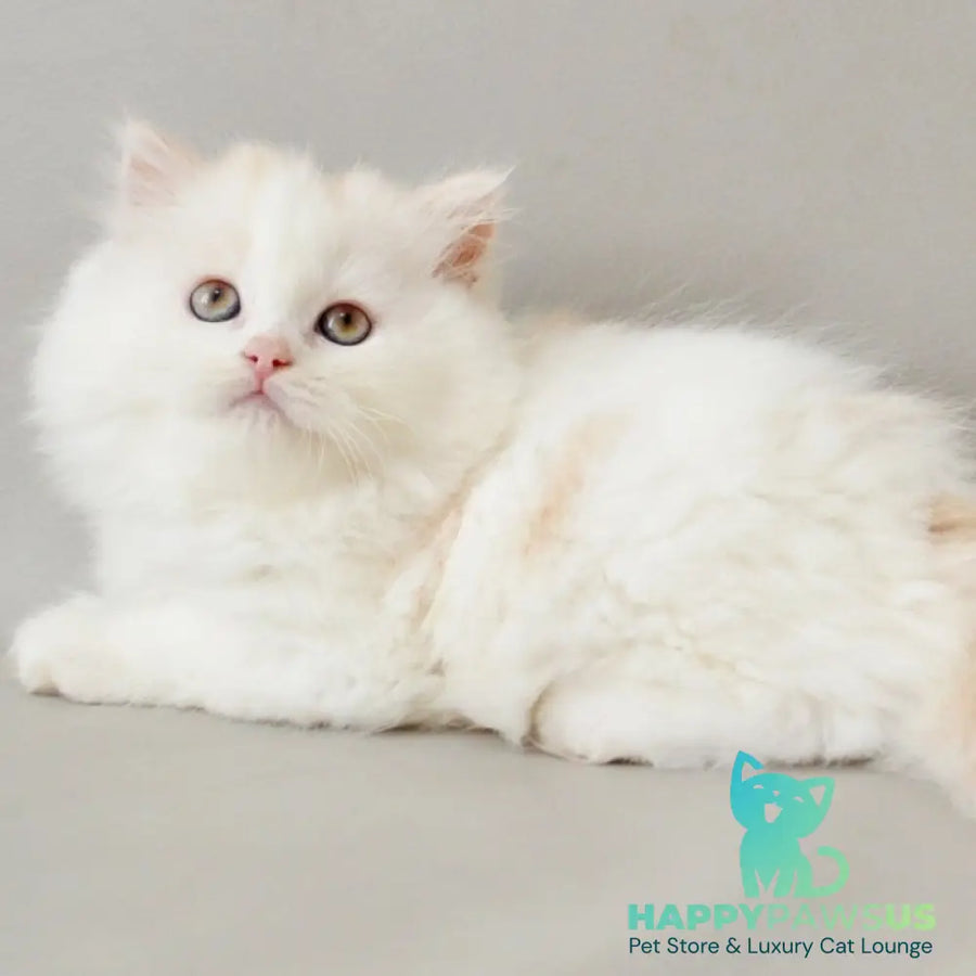 Wasilisa Scottish Straight female red silver tabby van - live animals