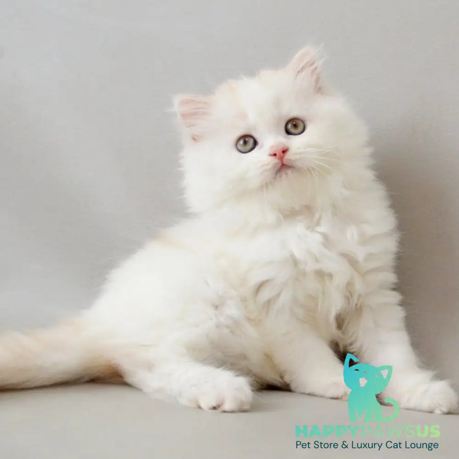 Wasilisa Scottish Straight female red silver tabby van - live animals