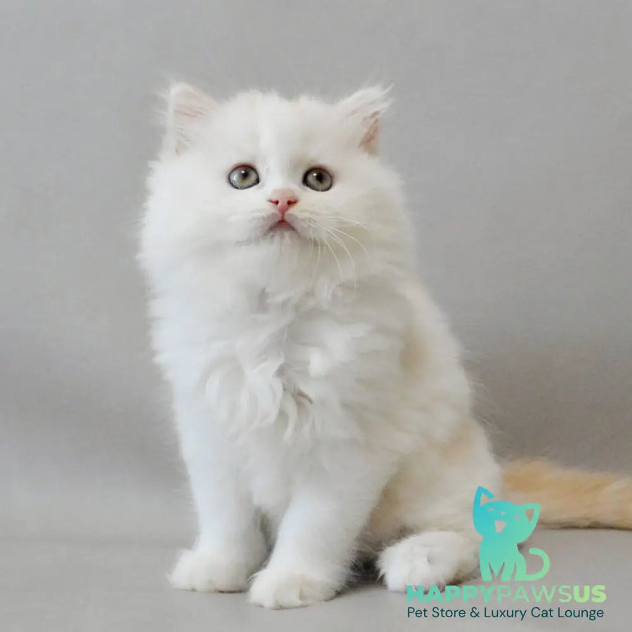 Wasilisa Scottish Straight female red silver tabby van - live animals