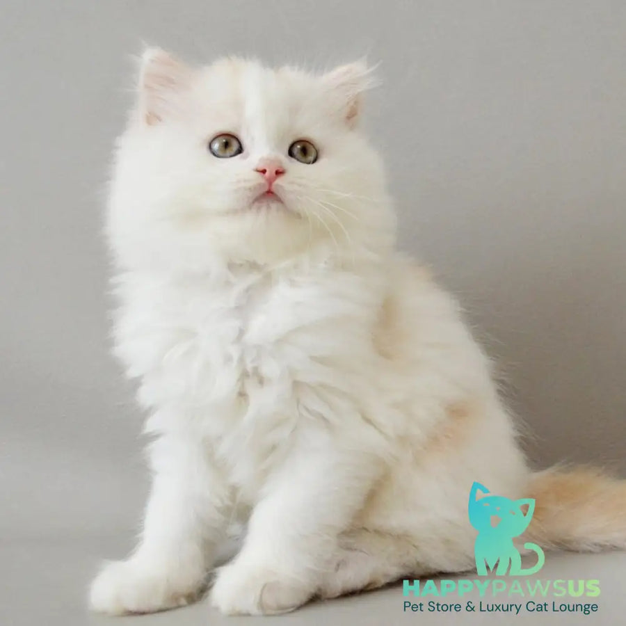 Wasilisa Scottish Straight female red silver tabby van - live animals