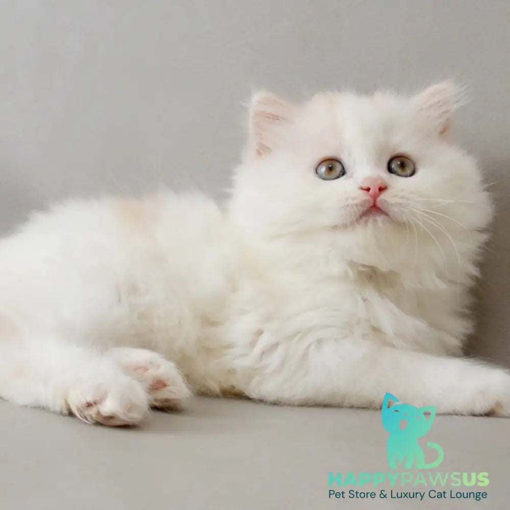 Wasilisa Scottish Straight female red silver tabby van - live animals