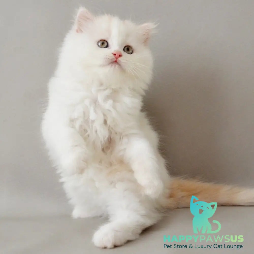 Wasilisa Scottish Straight female red silver tabby van - live animals