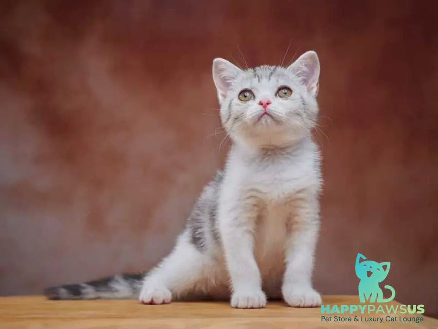 Wasiliy Scottish Straight male black silver tabby bicolour - live animals
