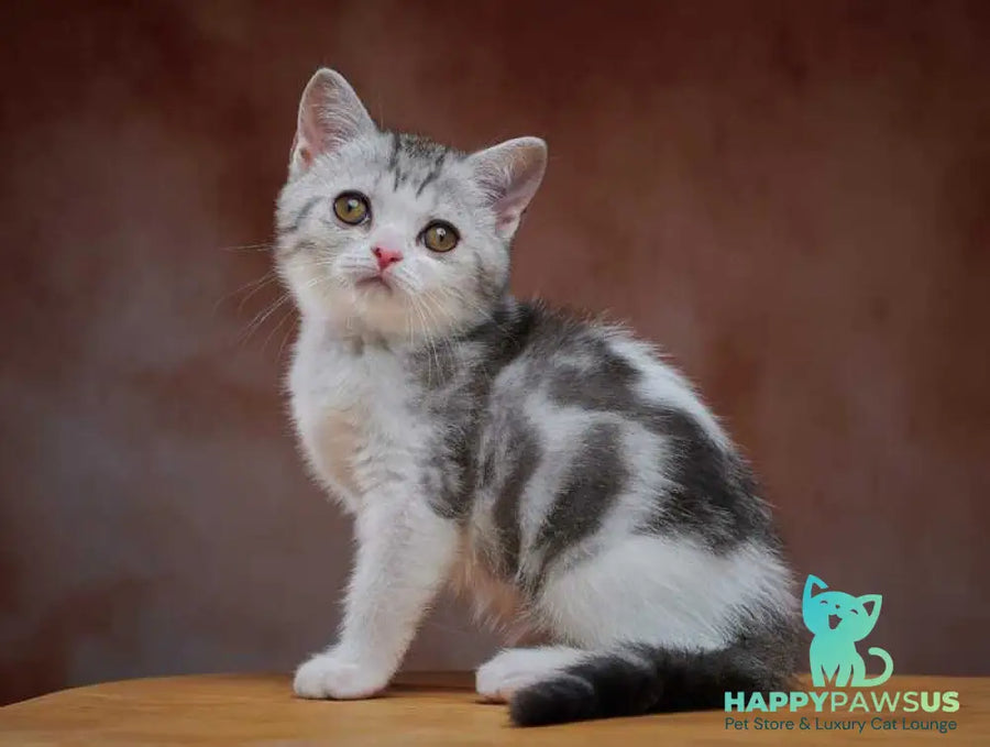 Wasiliy Scottish Straight male black silver tabby bicolour - live animals