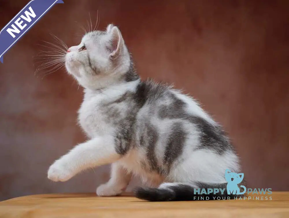Wasiliy Scottish Straight male black silver tabby bicolour - live animals