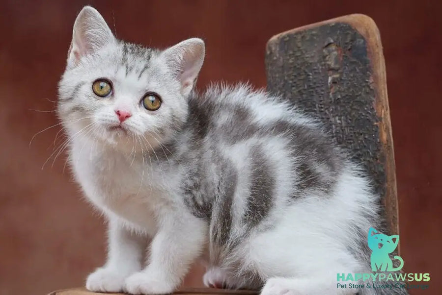 Wasiliy Scottish Straight male black silver tabby bicolour - live animals
