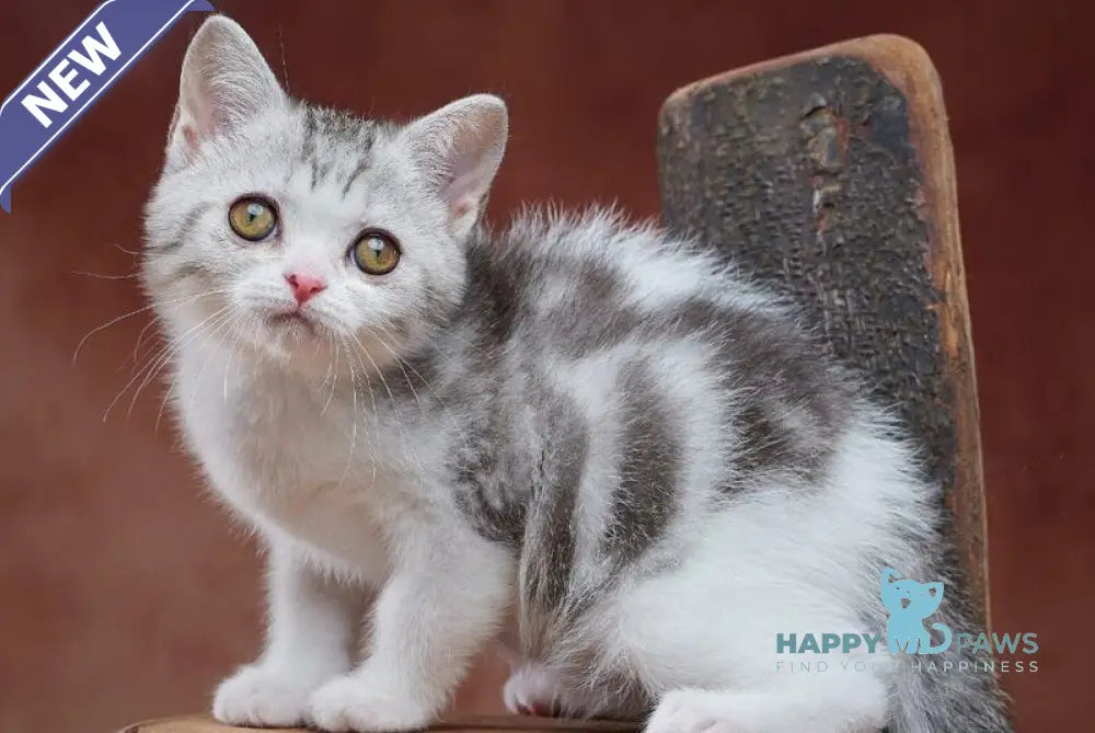 Wasiliy Scottish Straight male black silver tabby bicolour - live animals