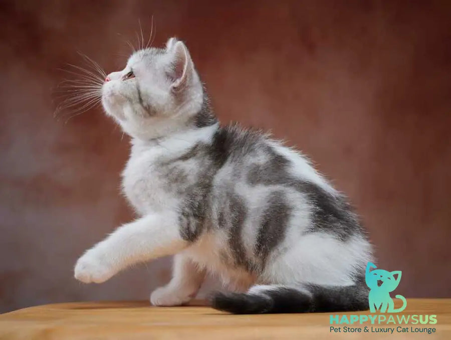 Wasiliy Scottish Straight male black silver tabby bicolour - live animals