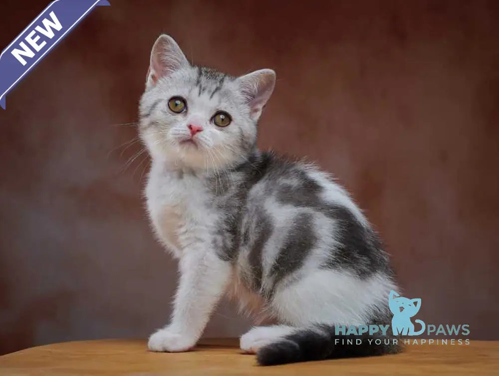 Wasiliy Scottish Straight male black silver tabby bicolour - live animals