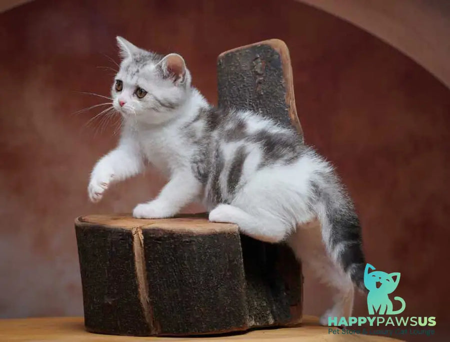 Wasiliy Scottish Straight male black silver tabby bicolour - live animals