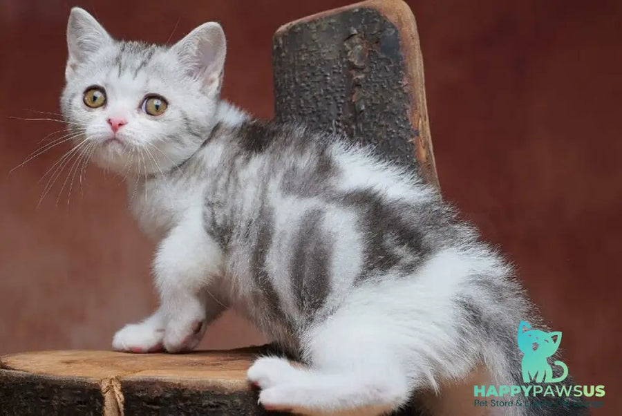Wasiliy Scottish Straight male black silver tabby bicolour - live animals