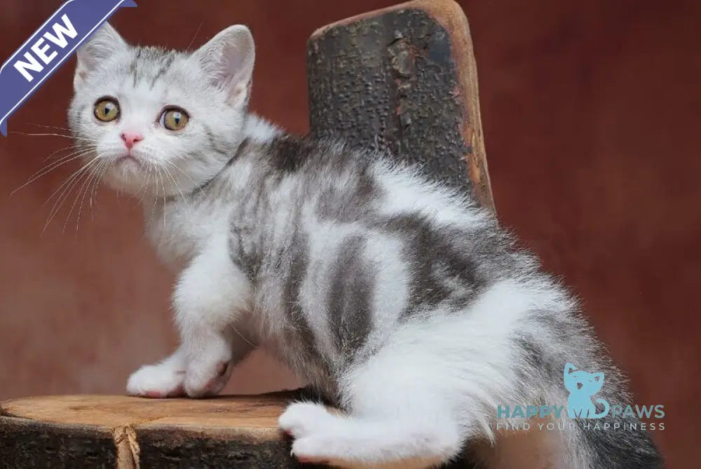 Wasiliy Scottish Straight male black silver tabby bicolour - live animals
