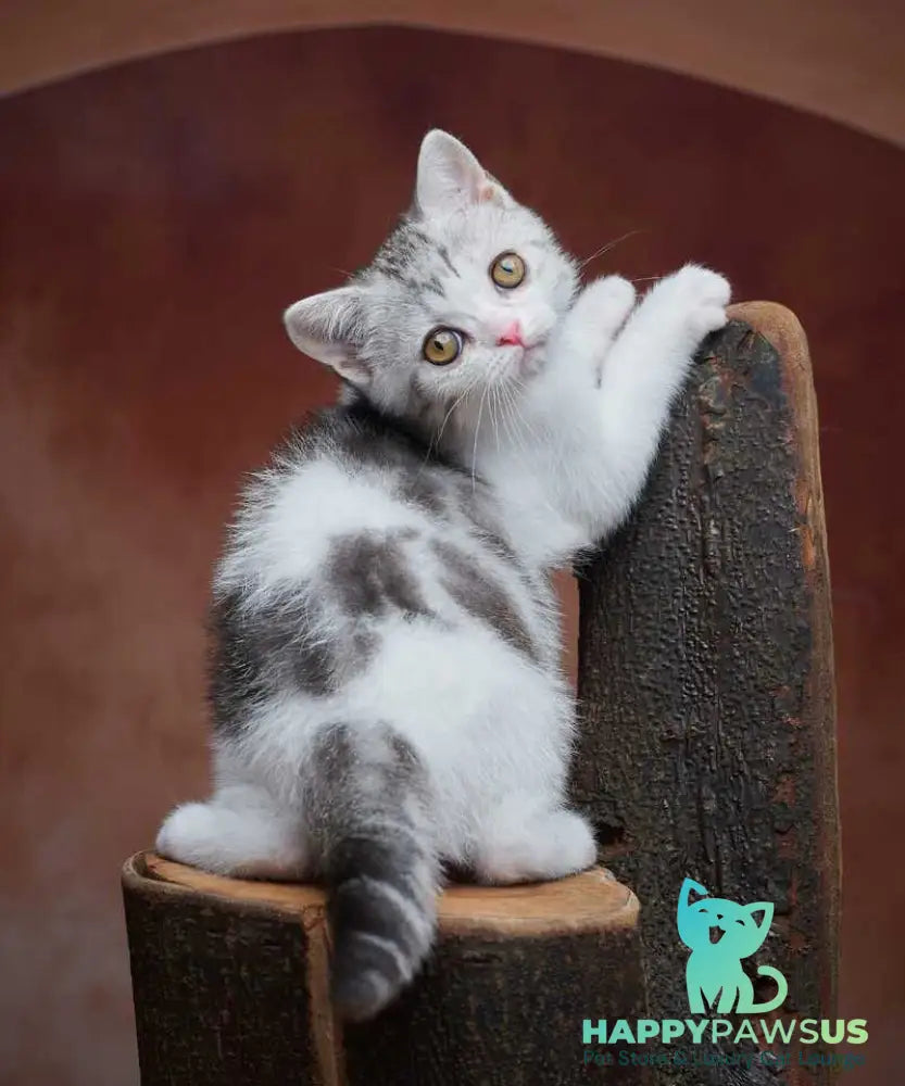 Wasiliy Scottish Straight male black silver tabby bicolour - live animals