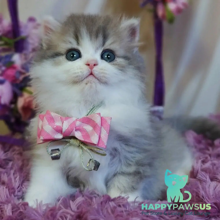 Watson British Longhair male blue tabby bicolour - live animals