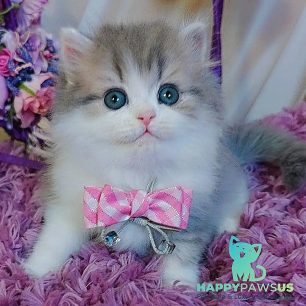 Watson British Longhair male blue tabby bicolour - live animals