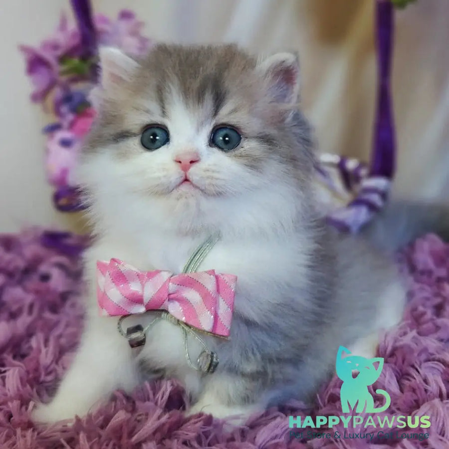 Watson British Longhair male blue tabby bicolour - live animals