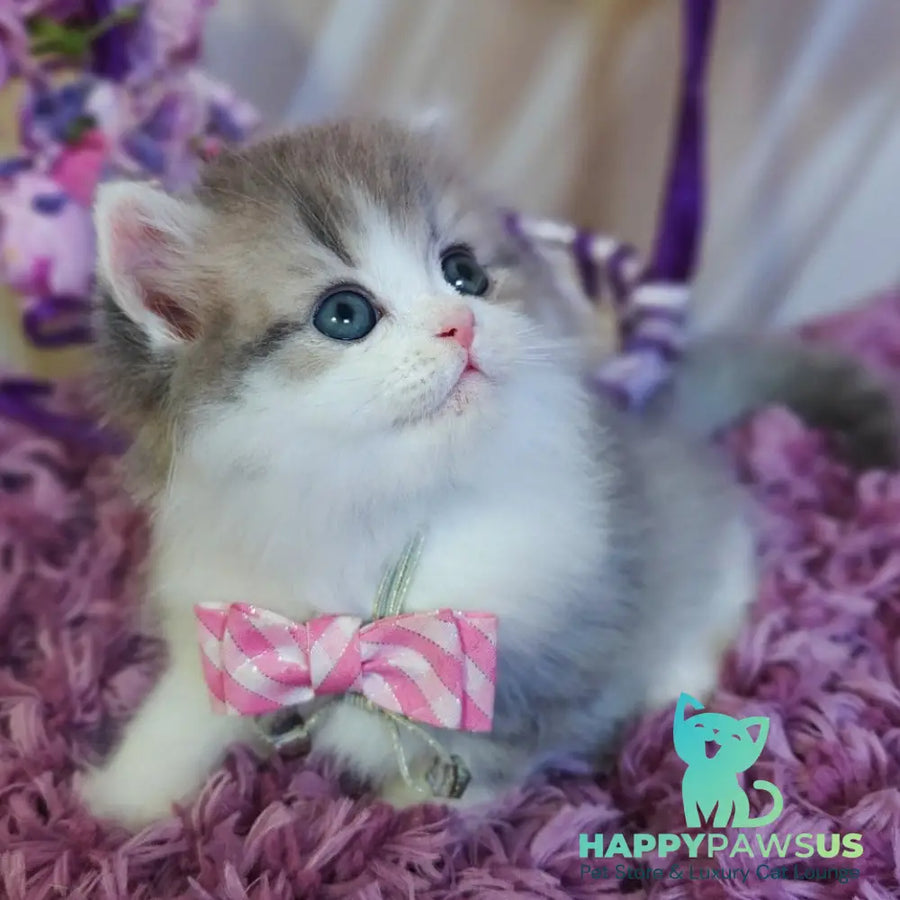 Watson British Longhair male blue tabby bicolour - live animals