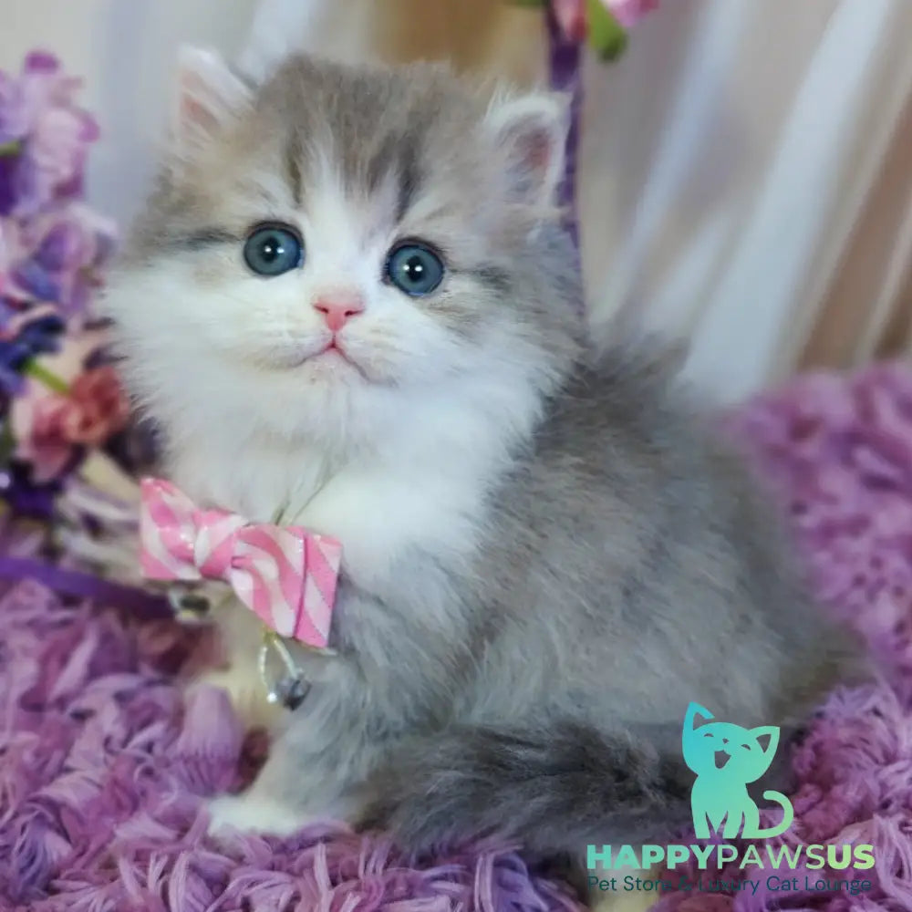 Watson British Longhair male blue tabby bicolour - live animals