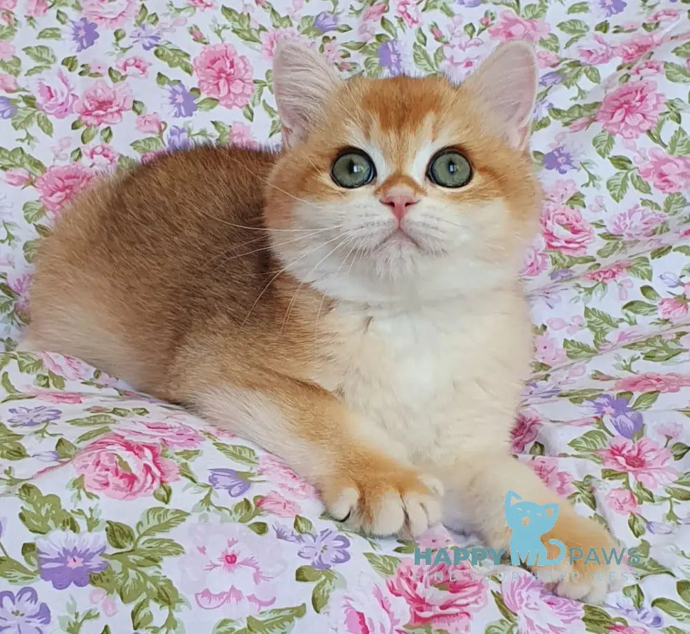 Watson British Shorthair male black golden chinchilla live animals