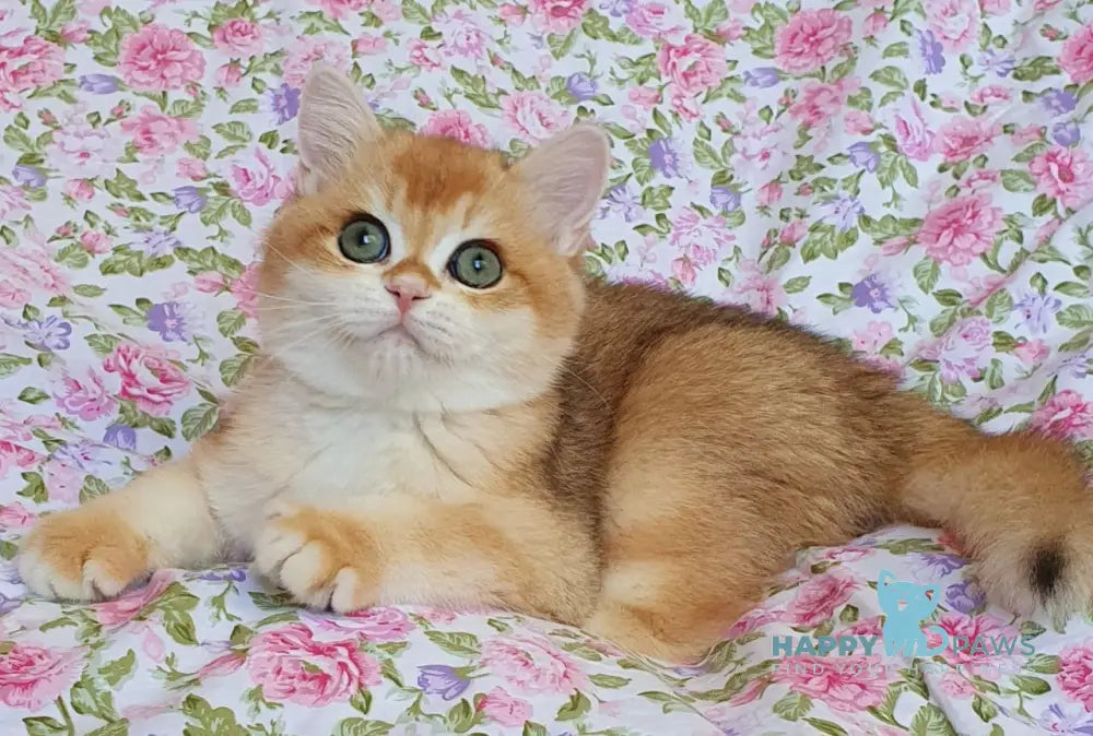 Watson British Shorthair male black golden chinchilla live animals