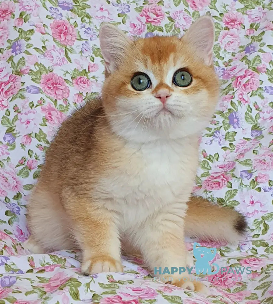 Watson British Shorthair male black golden chinchilla live animals
