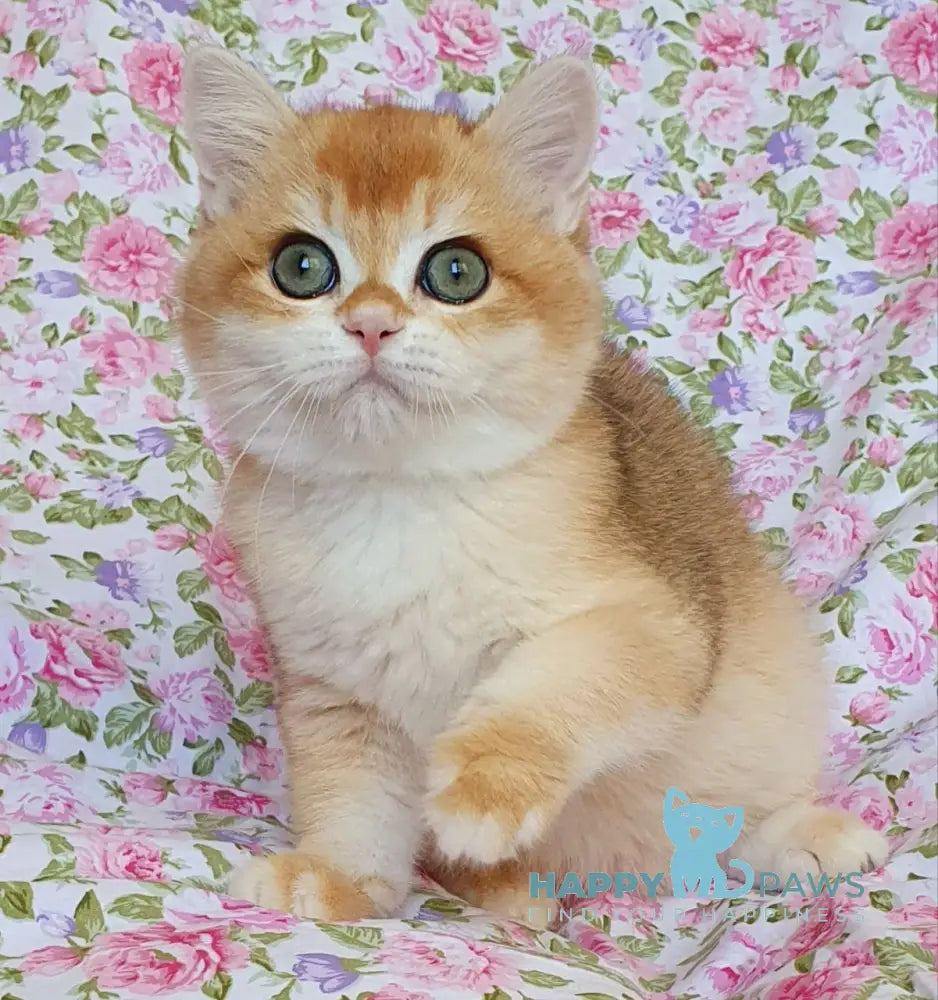 Watson British Shorthair male black golden chinchilla live animals