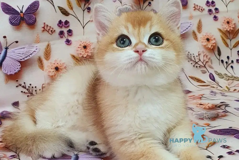 Watson British Shorthair male black golden chinchilla live animals