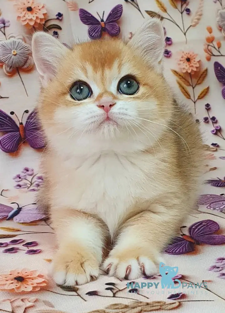 Watson British Shorthair male black golden chinchilla live animals