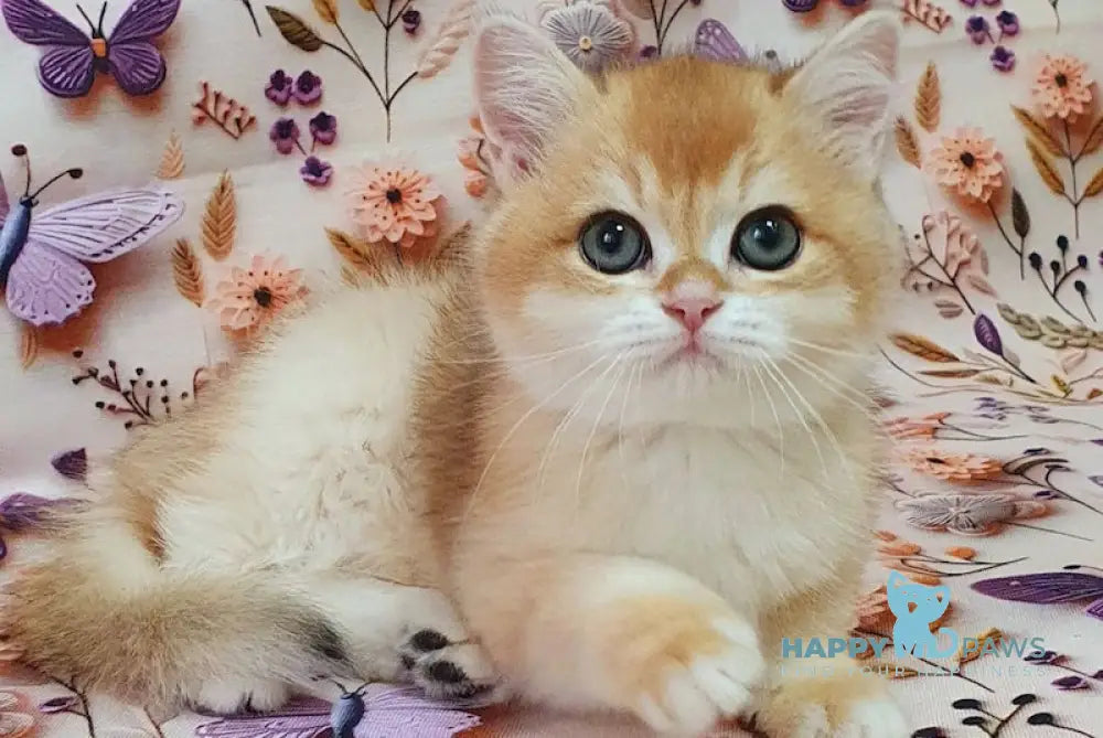 Watson British Shorthair male black golden chinchilla live animals