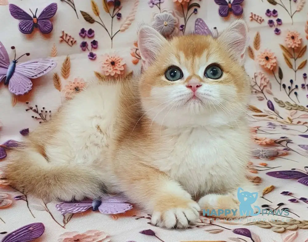Watson British Shorthair male black golden chinchilla live animals