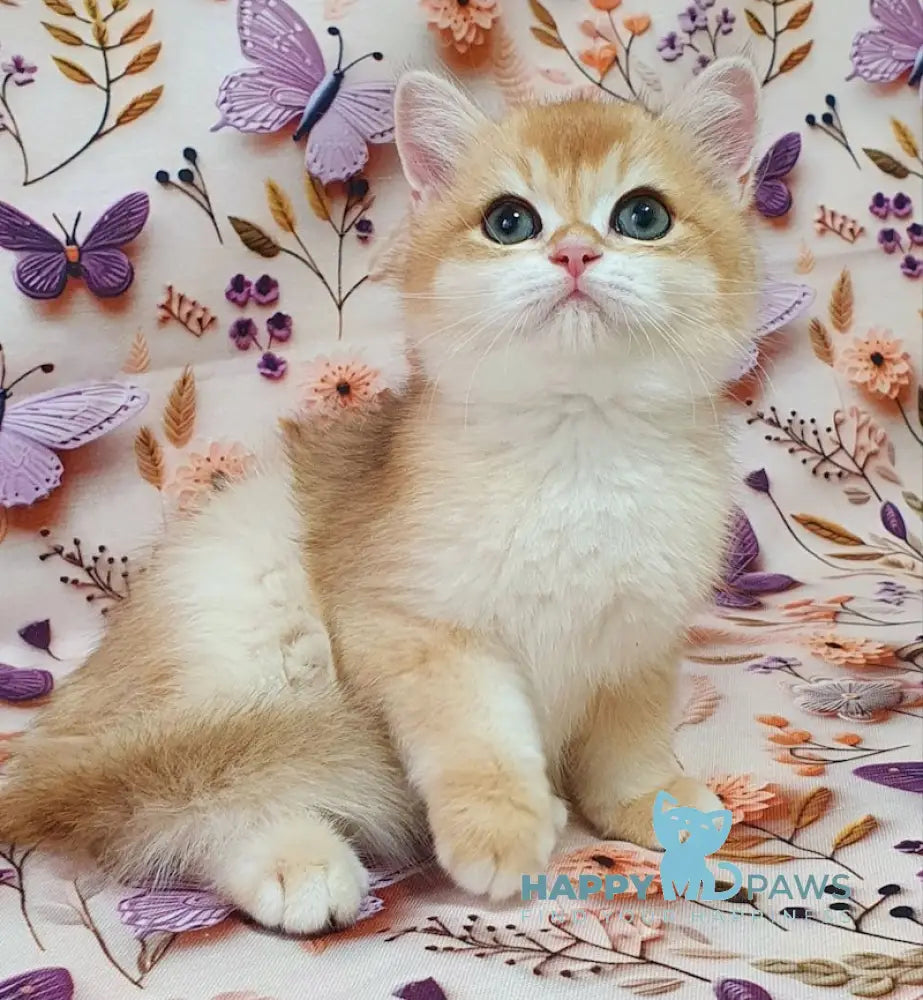 Watson British Shorthair male black golden chinchilla live animals