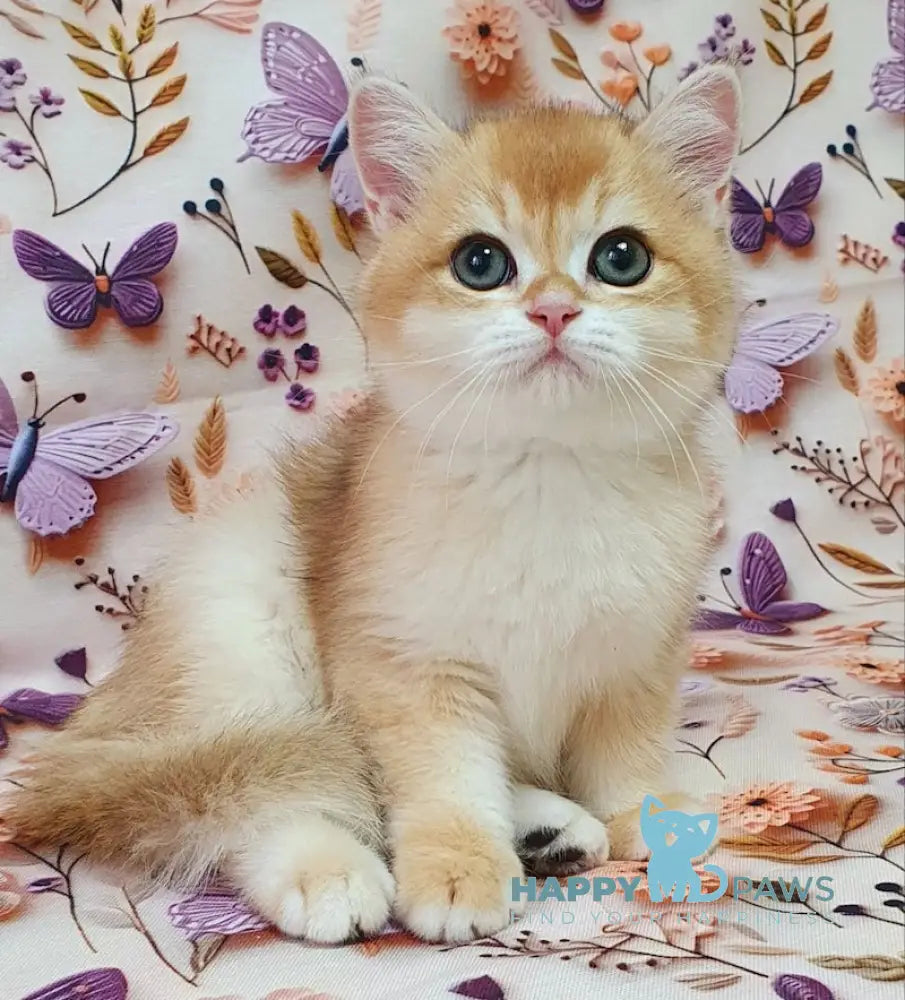 Watson British Shorthair male black golden chinchilla live animals