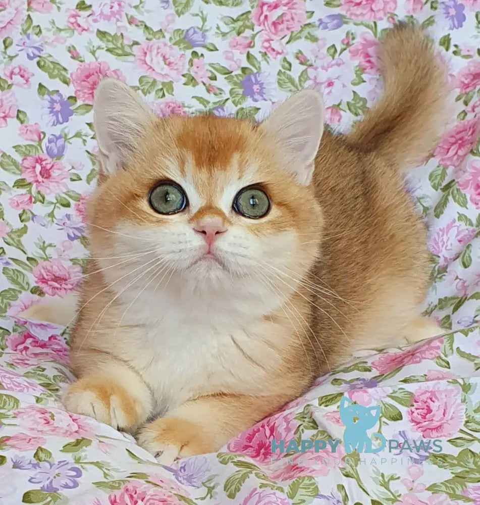 Watson British Shorthair male black golden chinchilla live animals