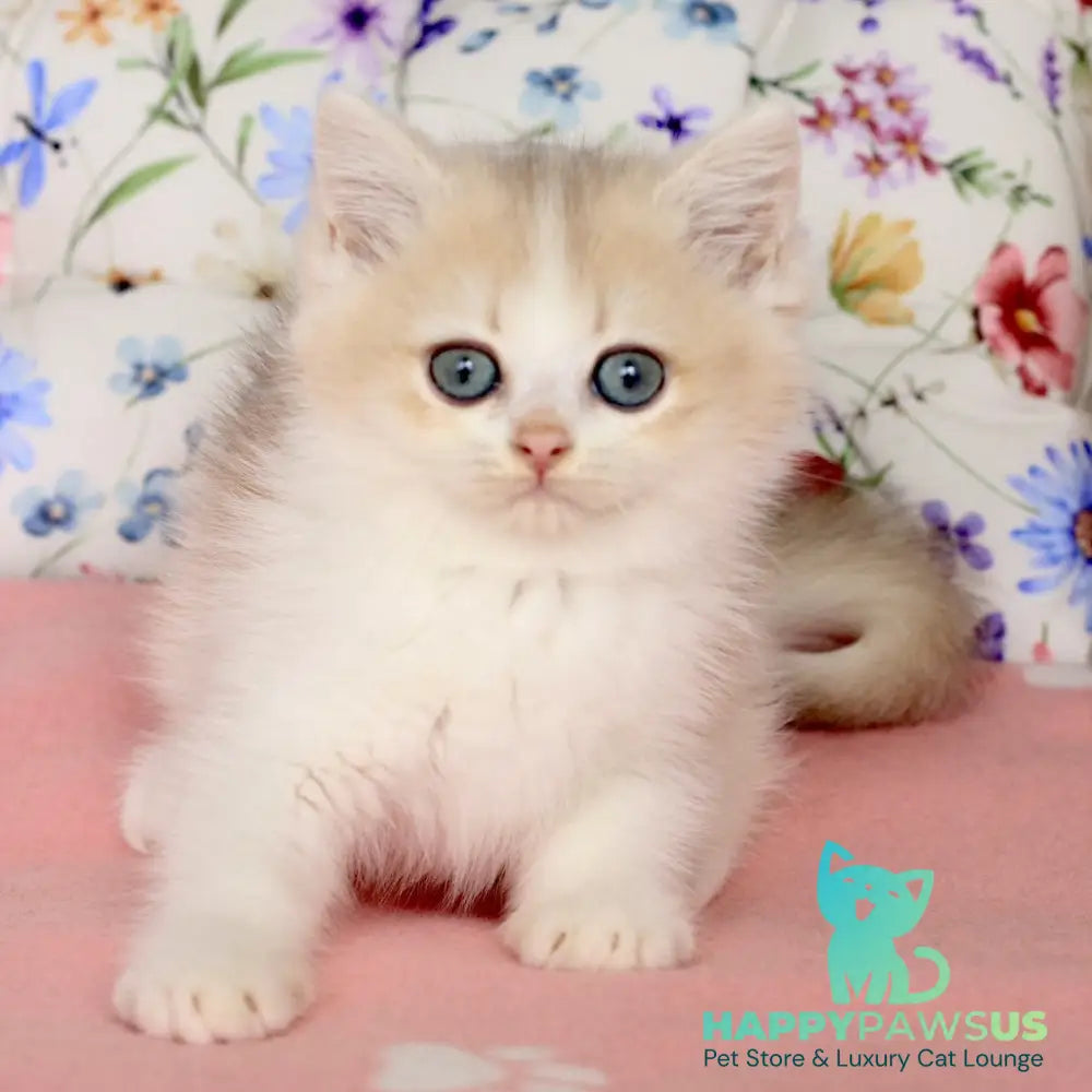 Watson British Shorthair male blue golden chinchilla bicolour - live animals