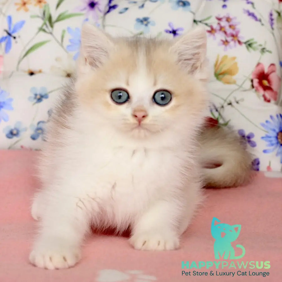 Watson British Shorthair male blue golden chinchilla bicolour - live animals
