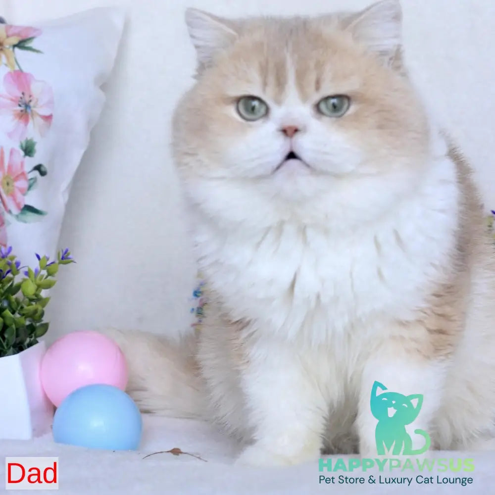 Watson British Shorthair male blue golden chinchilla bicolour - live animals