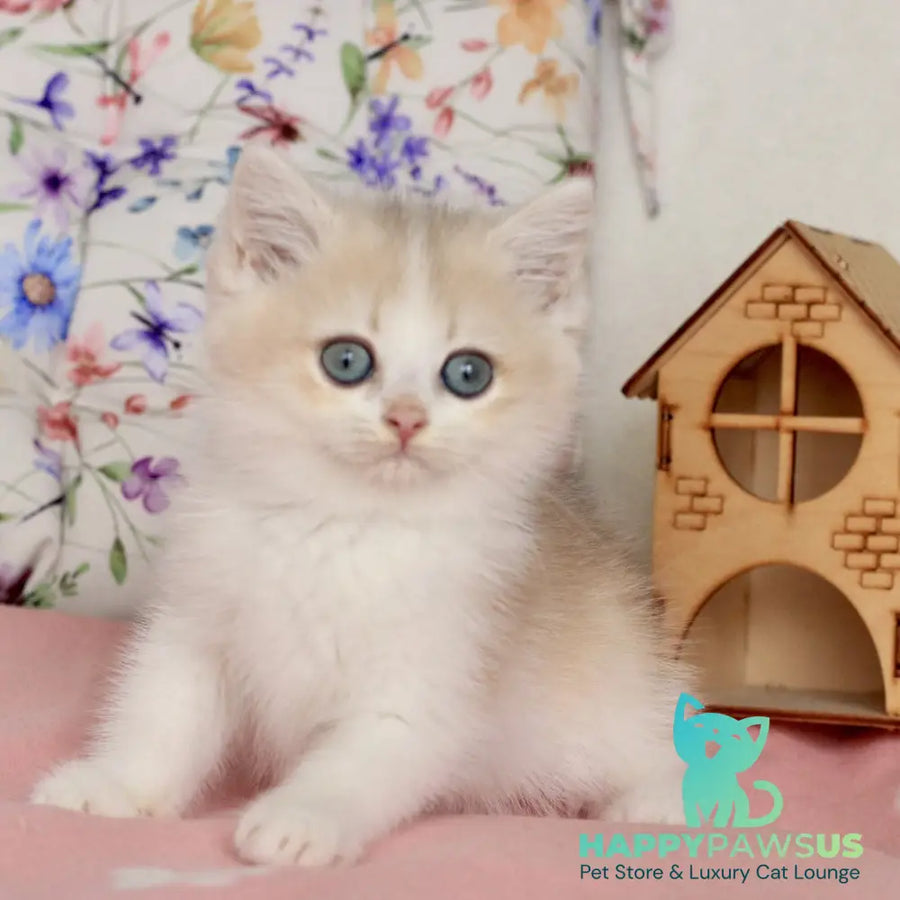 Watson British Shorthair male blue golden chinchilla bicolour - live animals