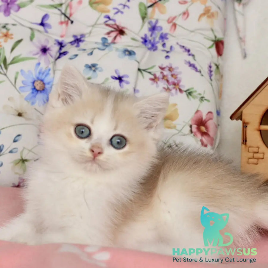Watson British Shorthair male blue golden chinchilla bicolour - live animals