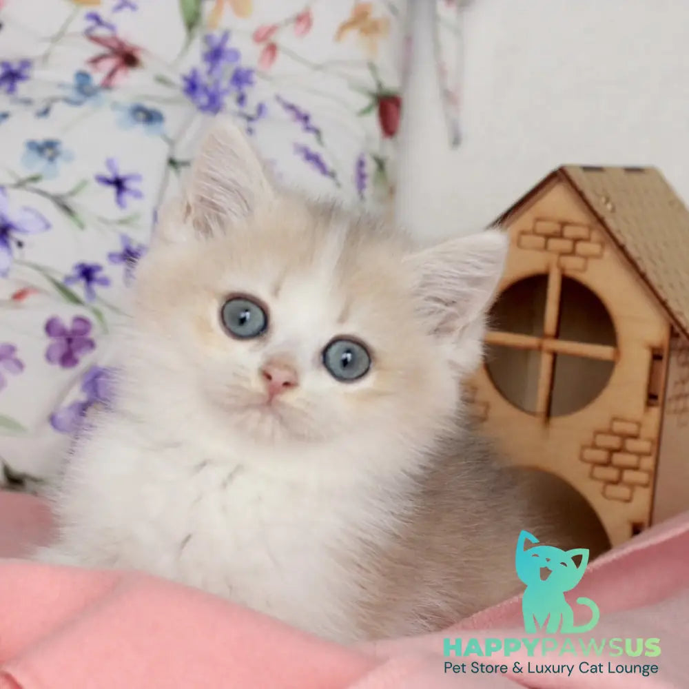 Watson British Shorthair male blue golden chinchilla bicolour - live animals