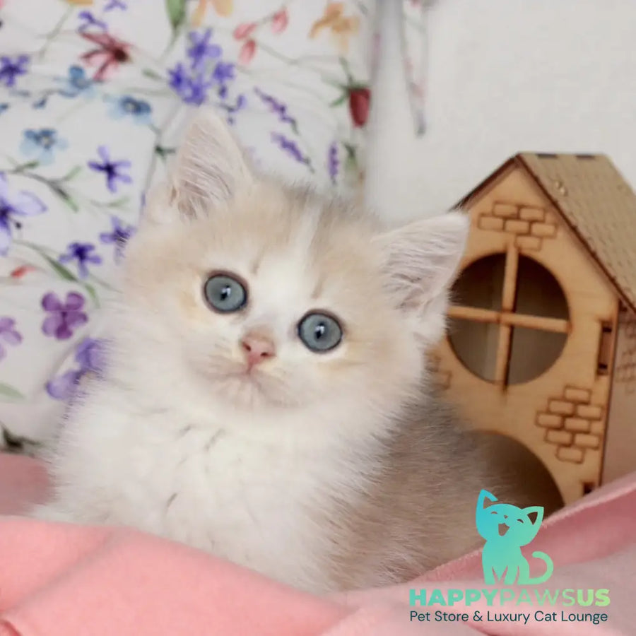 Watson British Shorthair male blue golden chinchilla bicolour - live animals