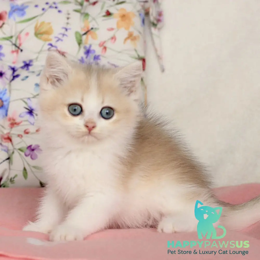 Watson British Shorthair male blue golden chinchilla bicolour - live animals
