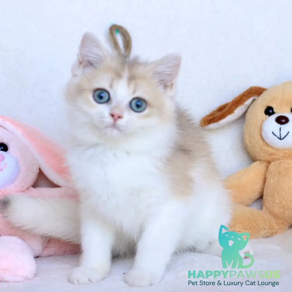 Watson British Shorthair male blue golden chinchilla bicolour - live animals