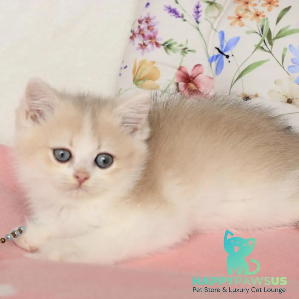 Watson British Shorthair male blue golden chinchilla bicolour - live animals