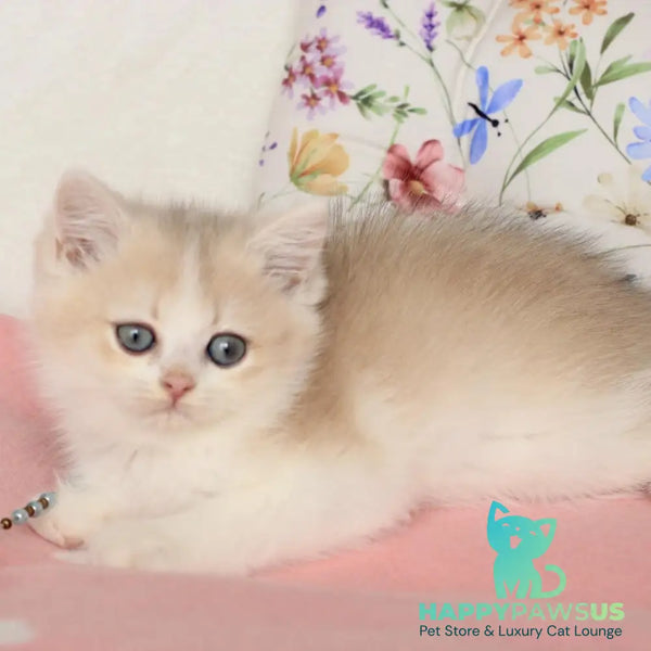 Watson British Shorthair male blue golden chinchilla bicolour - live animals