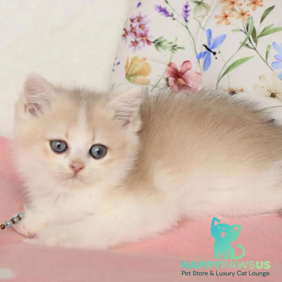 Watson British Shorthair male blue golden chinchilla bicolour - live animals