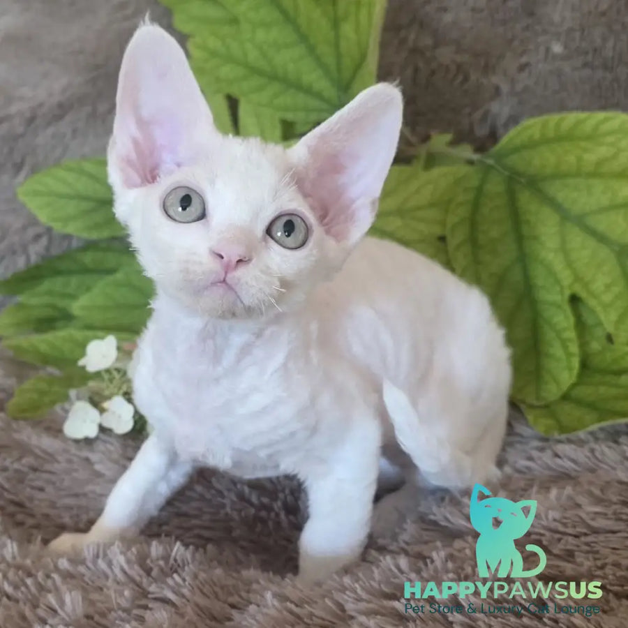 Watson Devon Rex male white - live animals