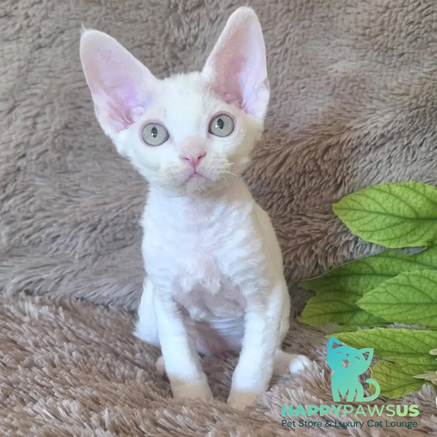 Watson Devon Rex male white - live animals